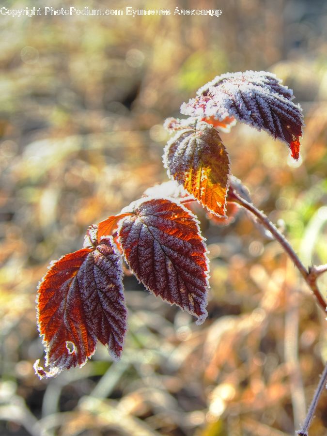 Frost, Ice, Outdoors, Snow, Conifer, Fir, Plant