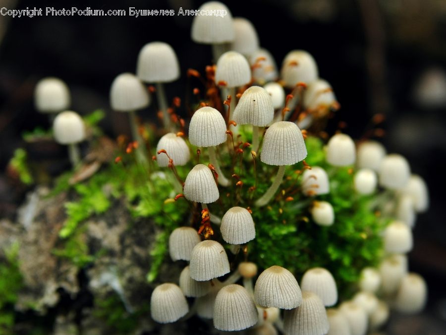 Agaric, Amanita, Fungus, Mushroom, People, Person, Plant