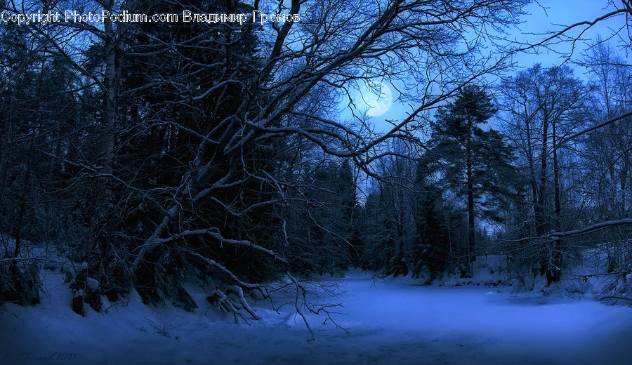 Ice, Outdoors, Snow, Plant, Tree, Forest, Vegetation