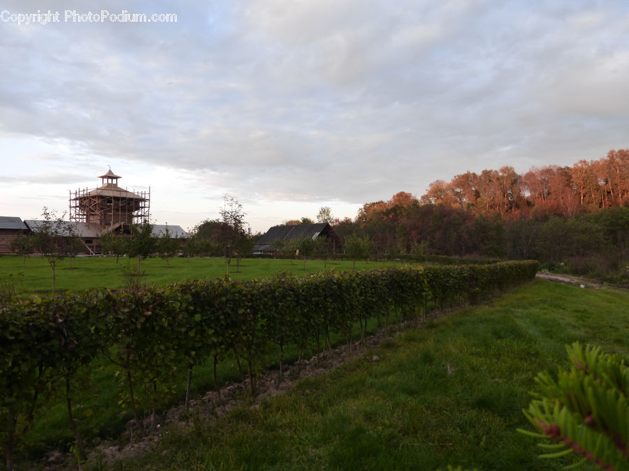 Architecture, Tower, Blossom, Flora, Flower, Plant, Field