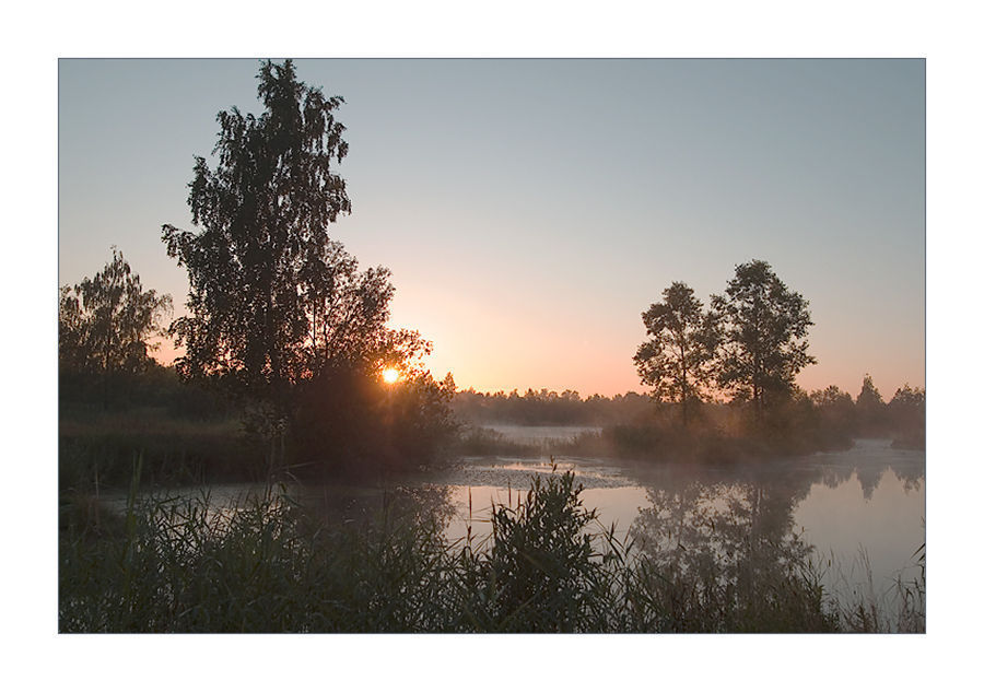 Plant, Tree, Dawn, Dusk, Sky, Sunrise, Sunset