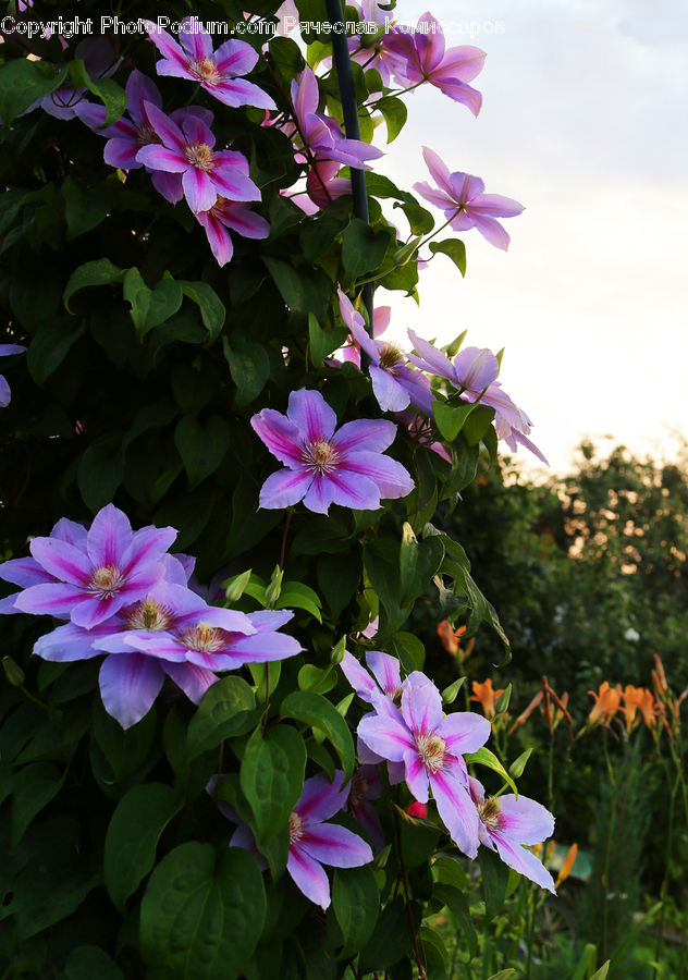 Blossom, Flora, Flower, Geranium, Plant, Cosmos, Aster