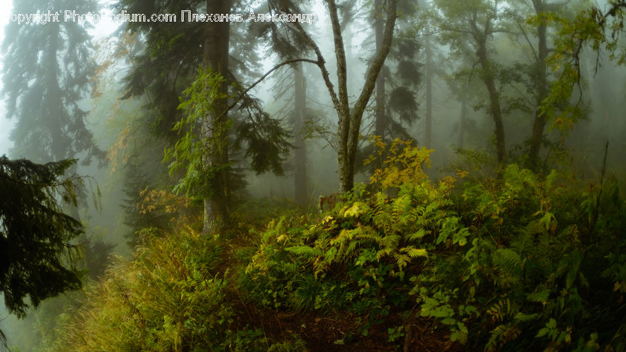 Forest, Jungle, Rainforest, Vegetation, Bush, Plant, Fir