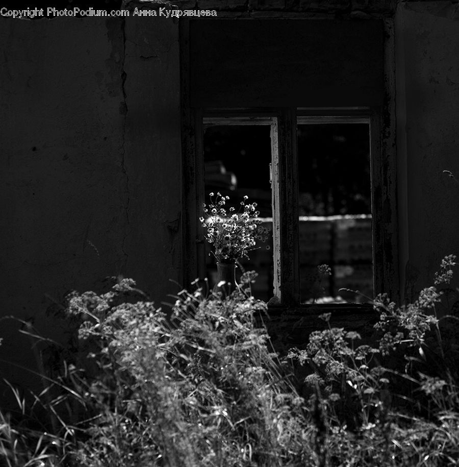 Ivy, Plant, Vine, Deck, Housing, Porch, Rubble
