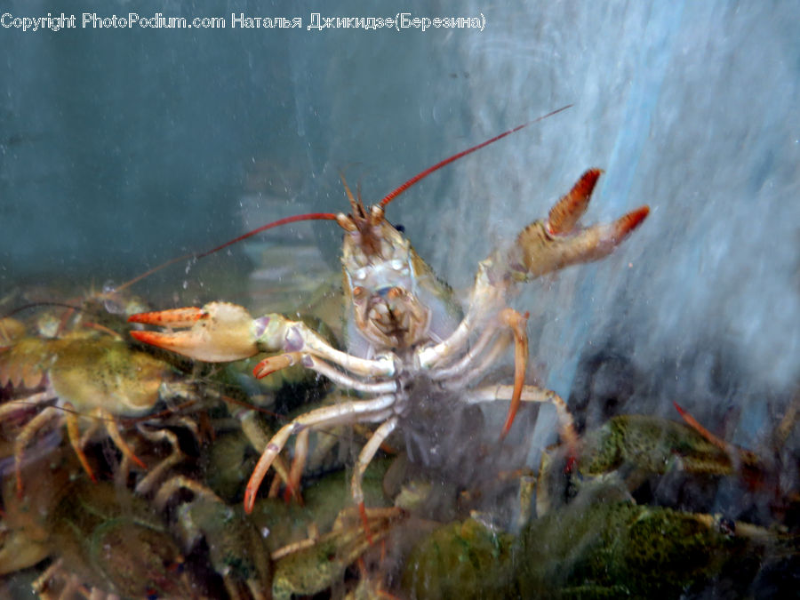 Crawdad, Seafood, Food, Lobster, Sea Life, Shrimp, Crab