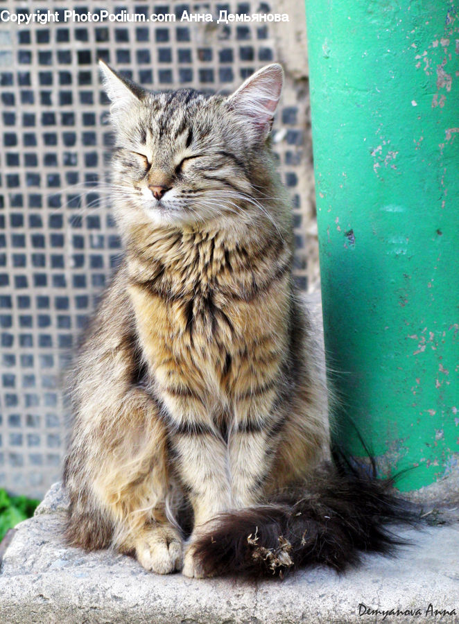 Animal, Cat, Mammal, Pet, Manx, Abyssinian, Kitten