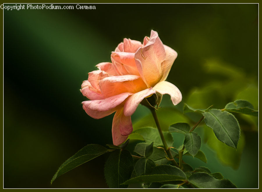 People, Person, Human, Blossom, Flower, Plant, Rose
