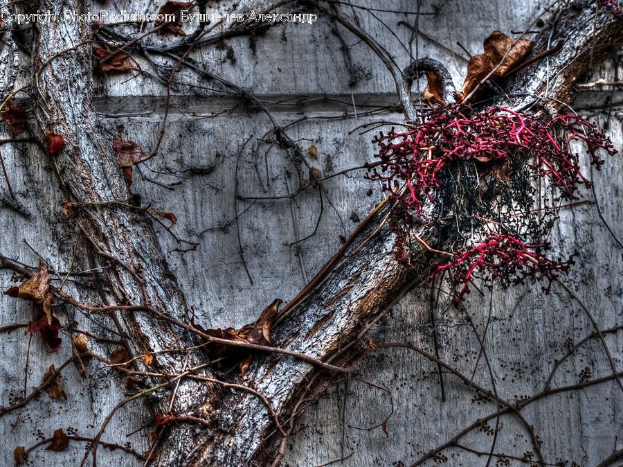Ivy, Plant, Vine, Birch, Tree, Wood, Conifer