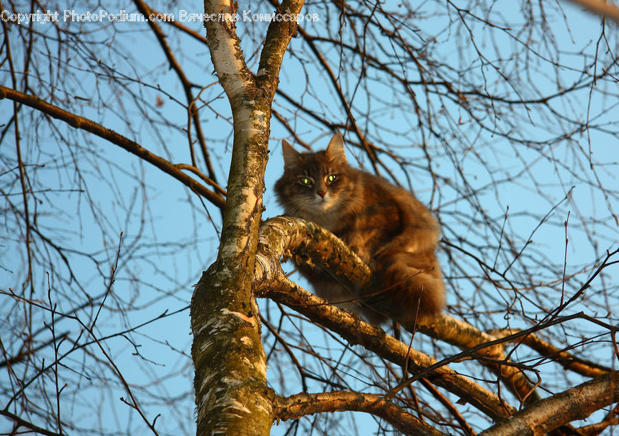 Animal, Cat, Mammal, Pet, Birch, Tree, Wood