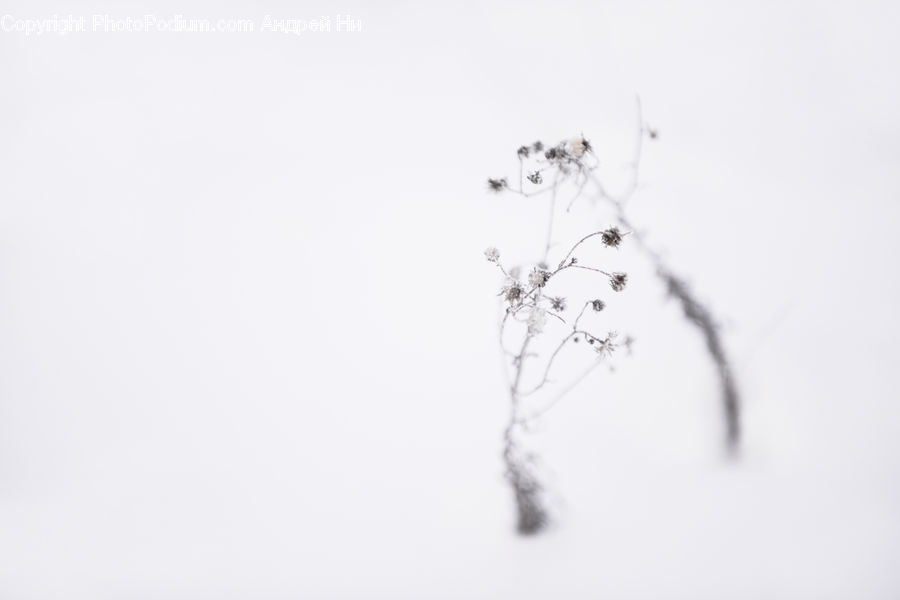 Paper, Ice, Outdoors, Snow, Plant, Tree, Water