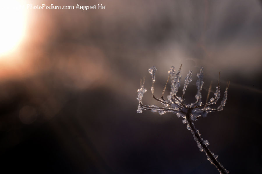 Plant, Weed, Frost, Ice, Outdoors, Snow, Arachnid