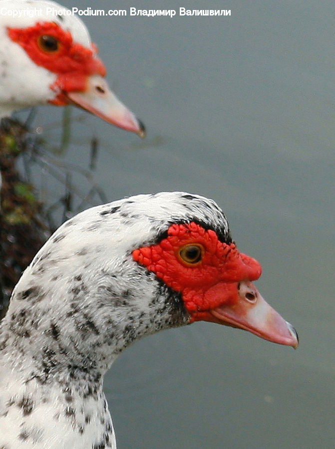 Fowl, Poultry, Bird, Crane Bird, Heron, Beak, Duck