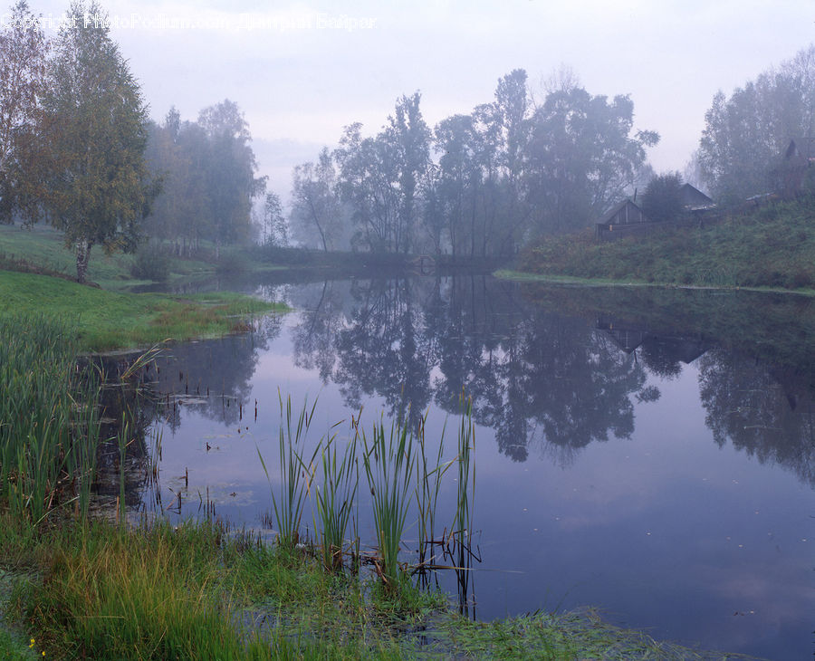 Outdoors, Pond, Water, Field, Grass, Grassland, Plant