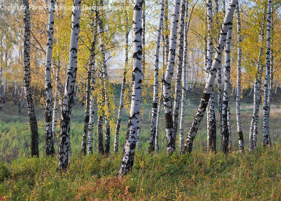 Birch, Tree, Wood