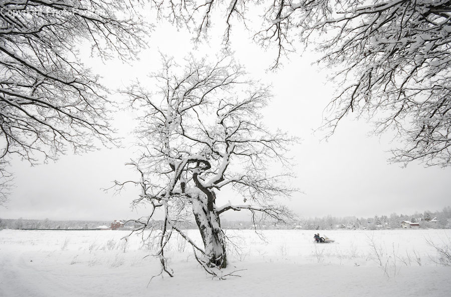 Ice, Outdoors, Snow, Plant, Tree, Oak, Wood