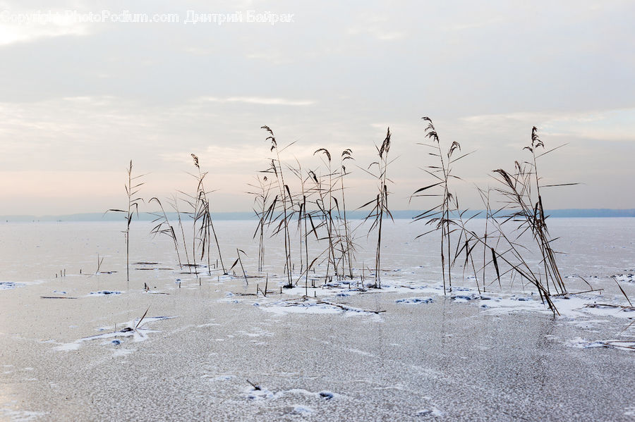 Beach, Coast, Outdoors, Sea, Water, Grass, Plant