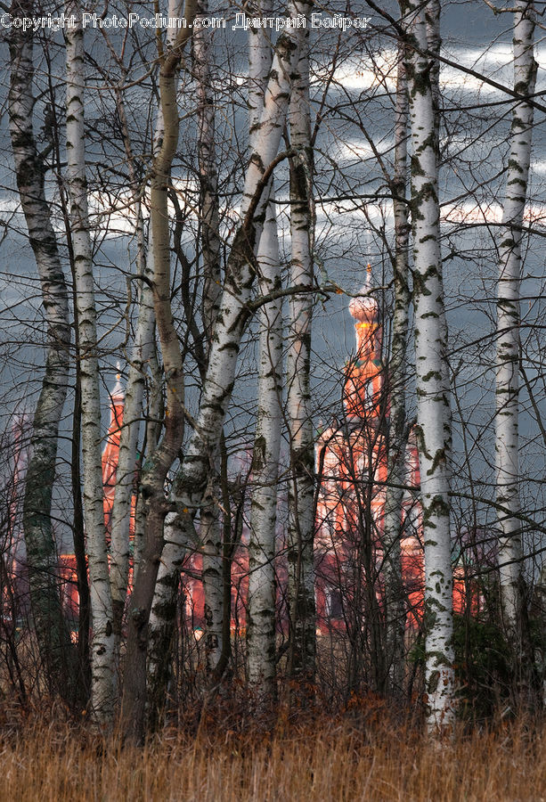 Birch, Tree, Wood, Forest, Vegetation, Plant, Blossom