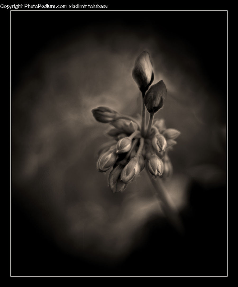 Blossom, Flora, Flower, Geranium, Plant, Weed