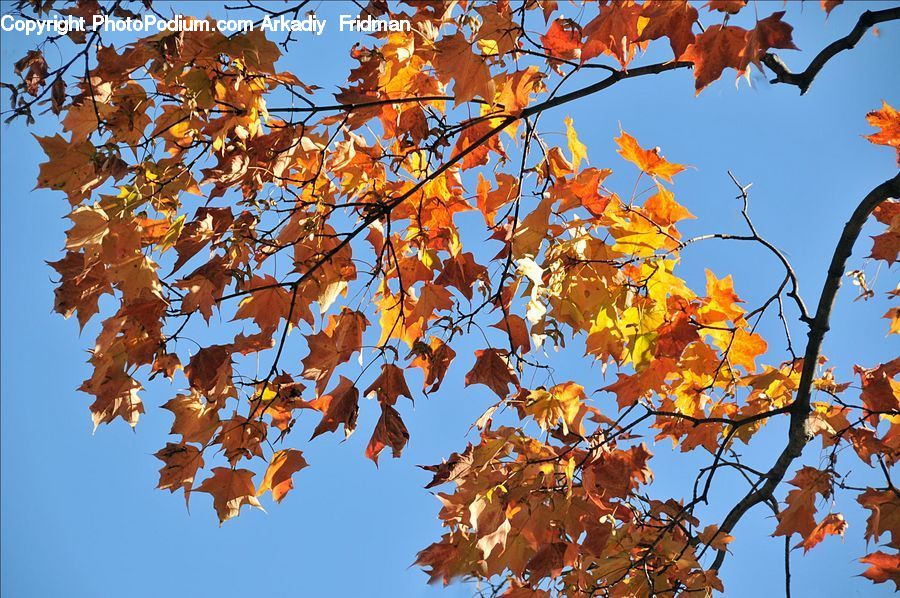 Maple, Tree, Wood, Maple Leaf, Plant, Blossom, Flora