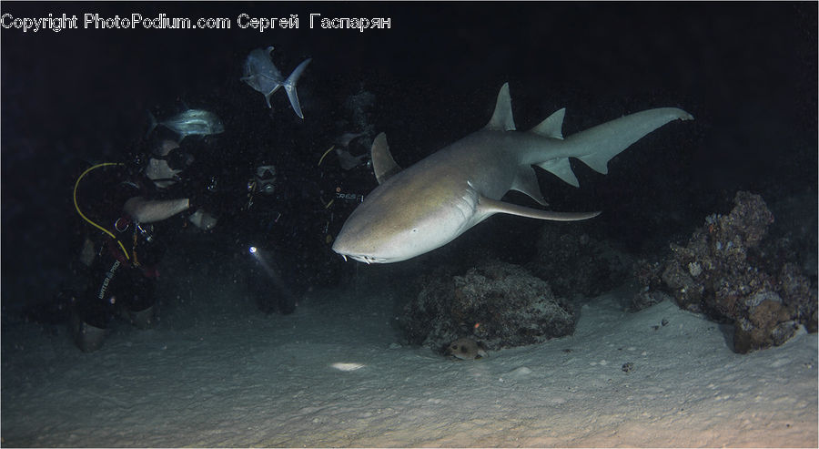 Sea Life, Fish, Bonito, Coho, Trout, Diver, Diving