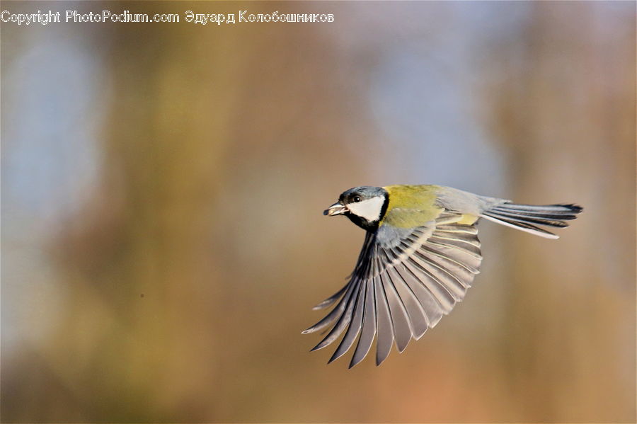 Bee Eater, Bird, Head, Portrait
