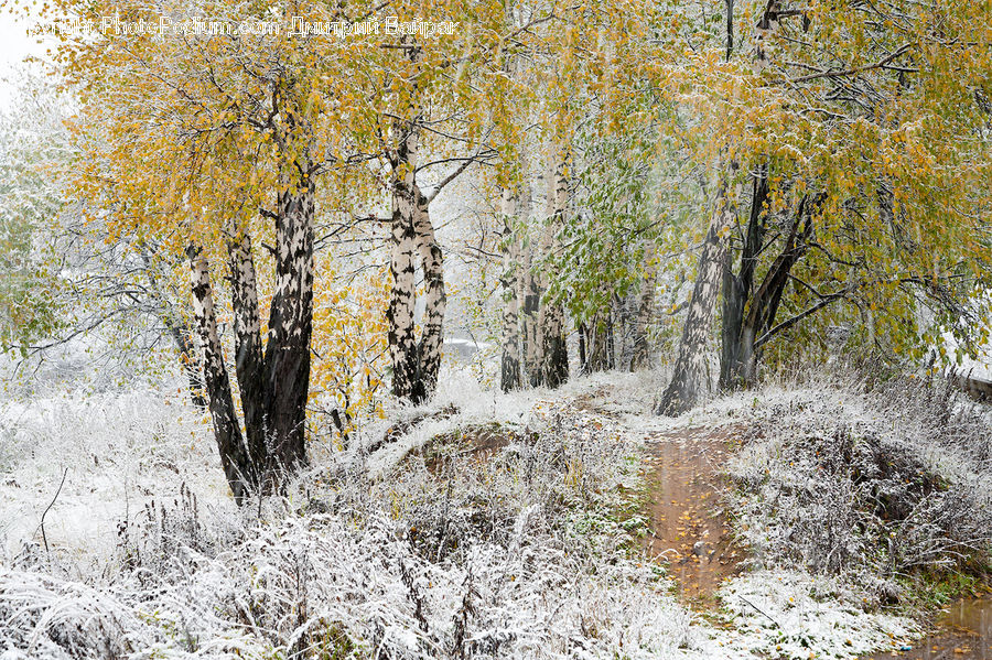 Birch, Tree, Wood, Frost, Ice, Outdoors, Snow