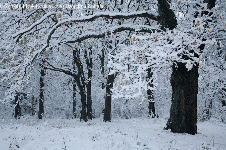 Ice, Outdoors, Snow, Plant, Tree, Birch, Wood