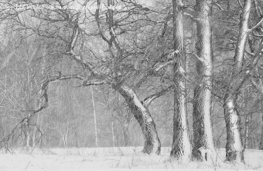 Ice, Outdoors, Snow, Plant, Tree, Forest, Vegetation