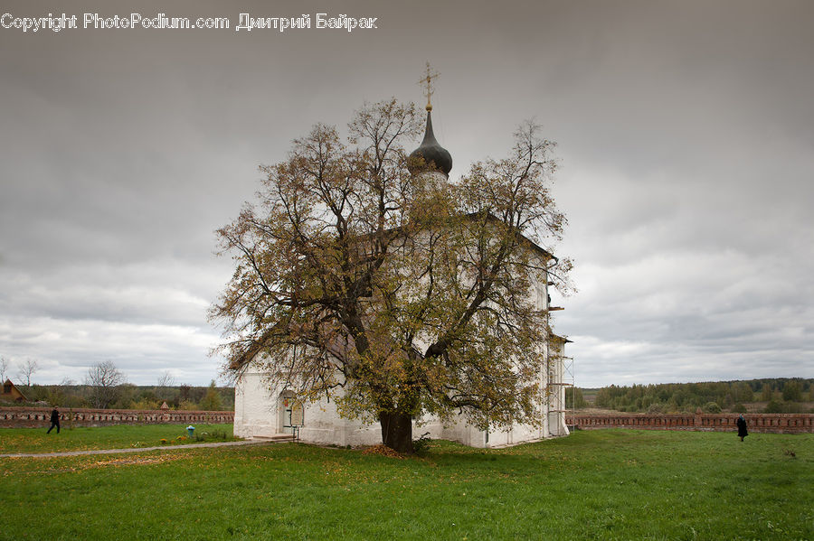 Plant, Tree, Oak, Wood, Sycamore, Tree Trunk, Blossom