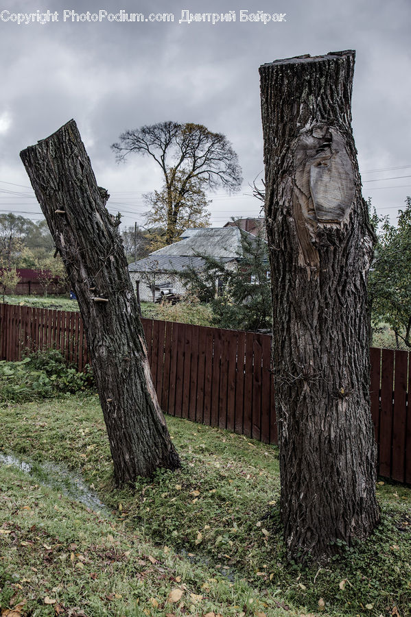 Tree Trunk, Backyard, Yard, Oak, Tree, Wood, Plant