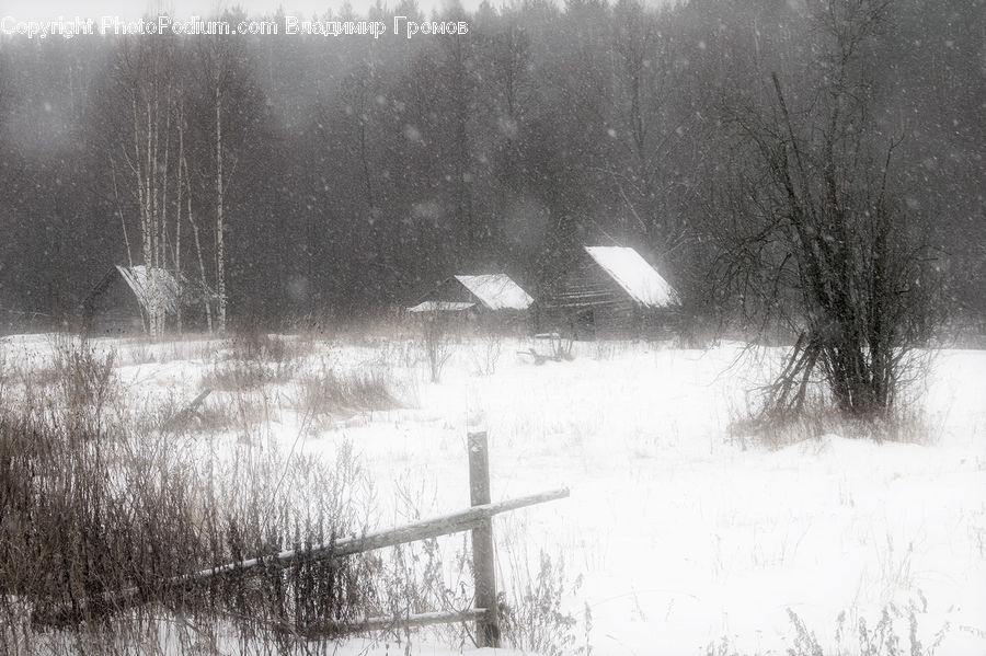 Ice, Outdoors, Snow, Forest, Vegetation, Countryside, Plant