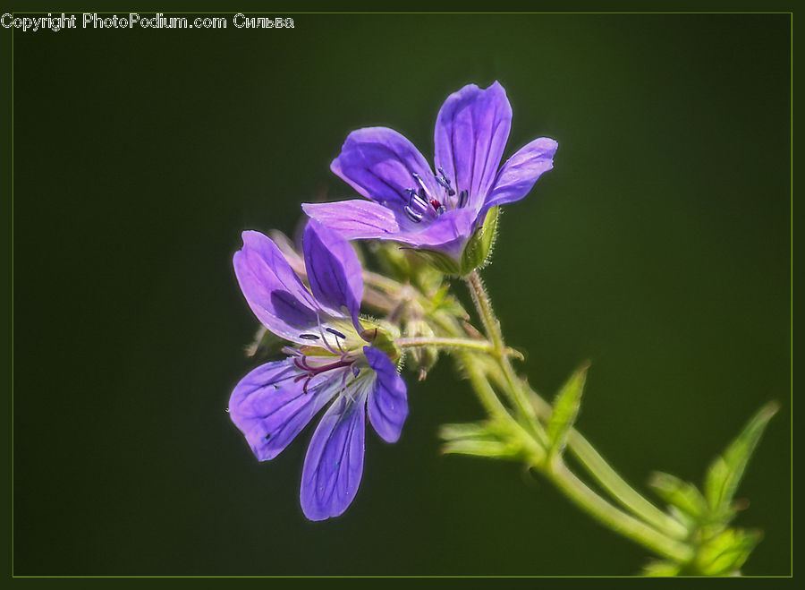 Blossom, Flora, Flower, Geranium, Plant, Violet, Aster