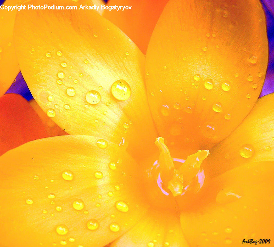 Blossom, Crocus, Flora, Flower, Plant, Tulip, Lily