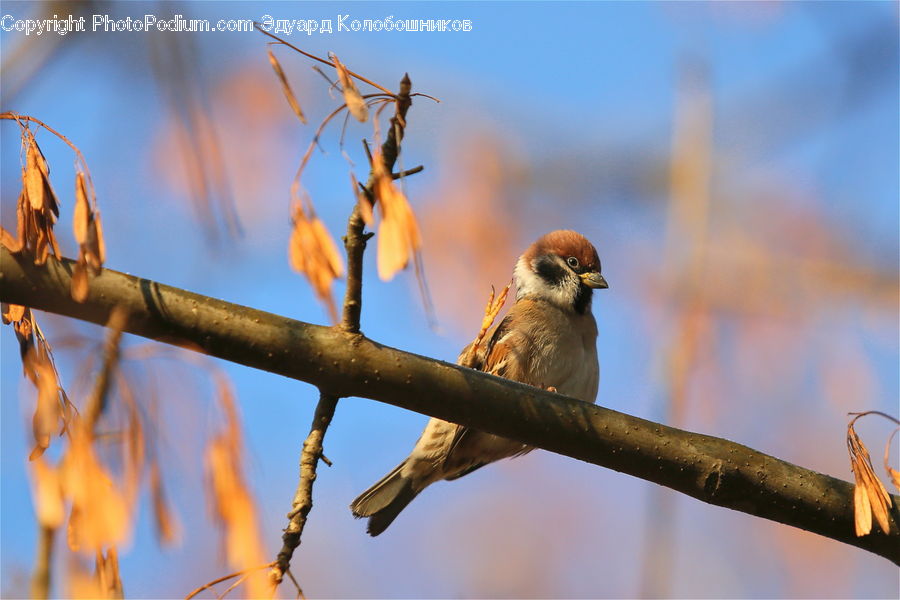 Bee Eater, Bird, Sparrow, Robin, Finch, Swallow, Head