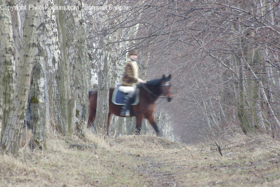 People, Person, Human, Animal, Horse, Mammal, Equestrian