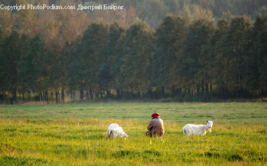 Field, Grass, Grassland, Land, Outdoors, Bird, Crane Bird
