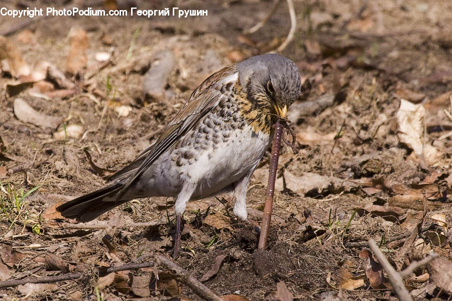 Bird, Beak, Anthus, Ardeidae, Ground, Soil