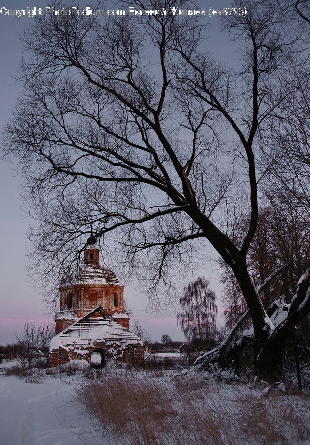 Plant, Tree, Blizzard, Outdoors, Snow, Weather, Winter