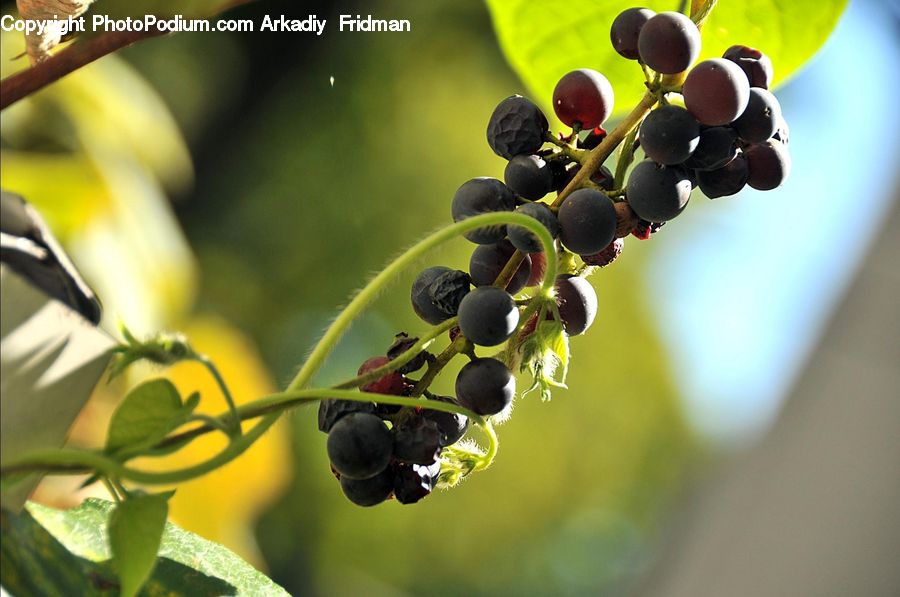 Fruit, Grapes, Plant, Vine, Blueberry, Cherry, Blossom