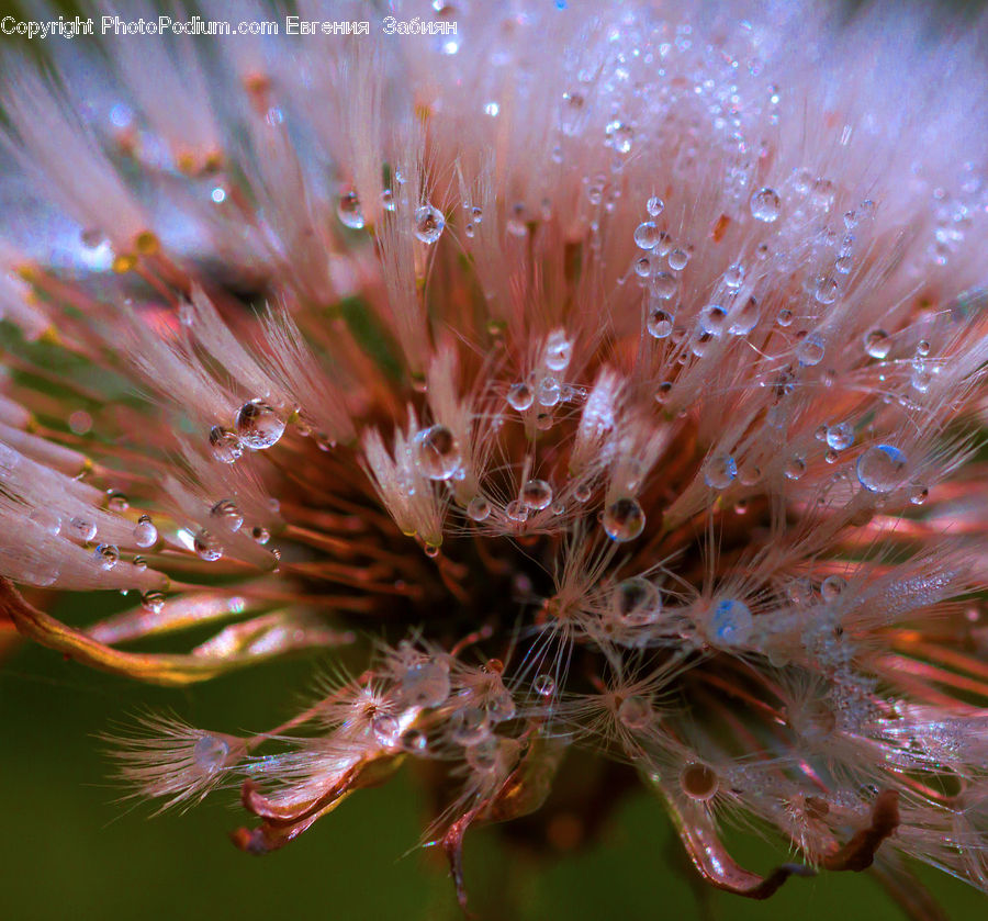 Dandelion, Flower, Plant, Weed, Blossom, Flora, Conifer