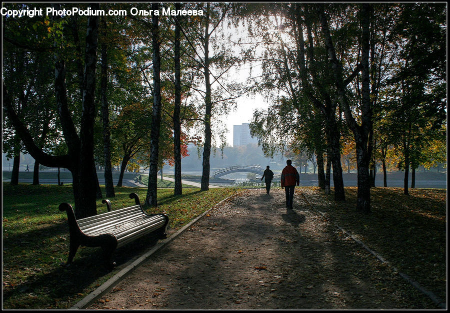 Bench, Exercise, Fitness, Jogging, Plant, Tree, Dirt Road