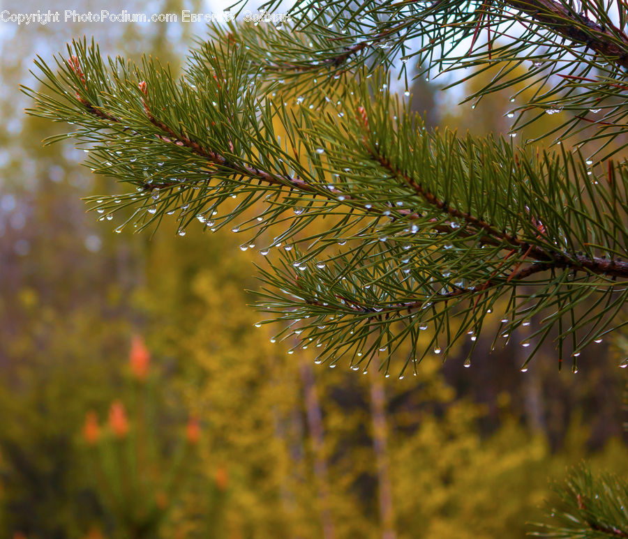 Conifer, Fir, Plant, Tree, Pine, Spruce, Wood
