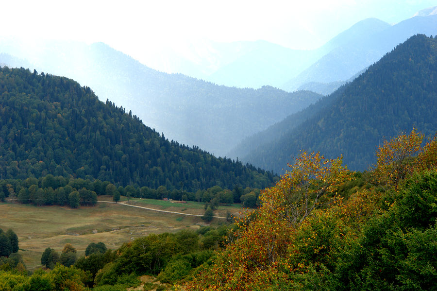 Mountain, Outdoors, Valley, Conifer, Fir, Plant, Tree