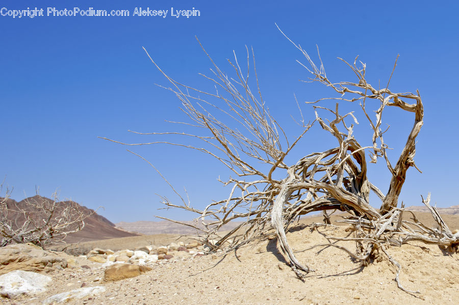 Plant, Vegetation, Soil