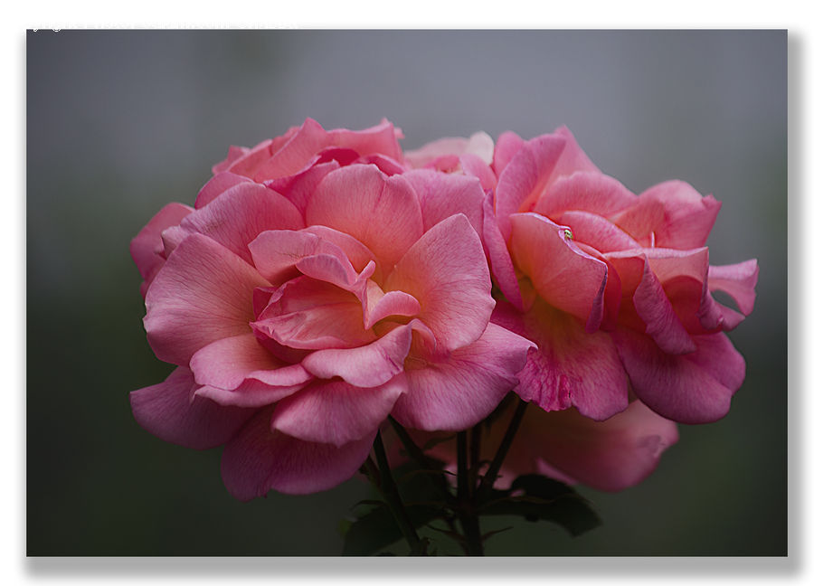 Blossom, Carnation, Flower, Plant, Flora, Geranium, Peony