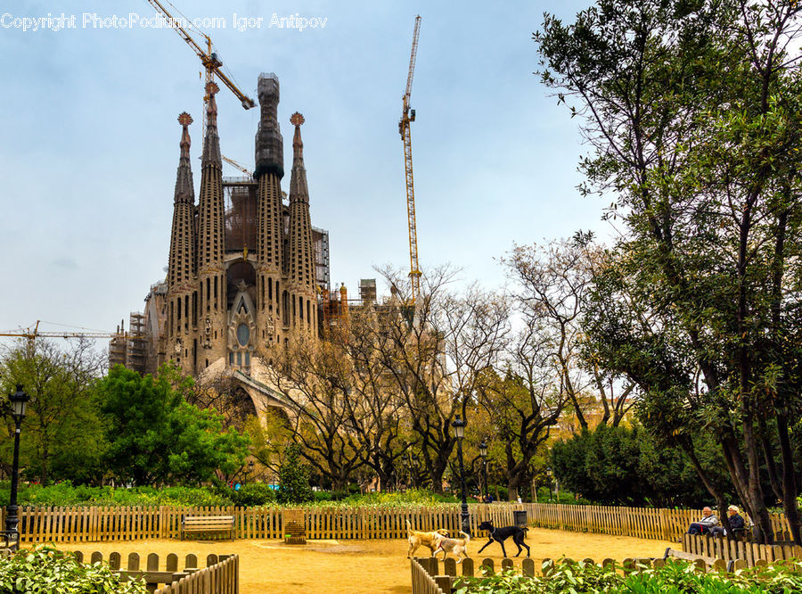 Architecture, Spire, Steeple, Tower, Forest, Vegetation, Church