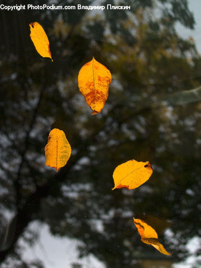Veins, Lantern, Leaf, Plant, Maple, Maple Leaf, Butterfly