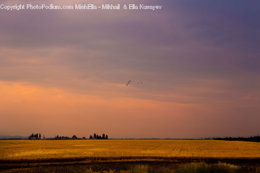 Field, Grass, Grassland, Land, Outdoors, Dawn, Dusk