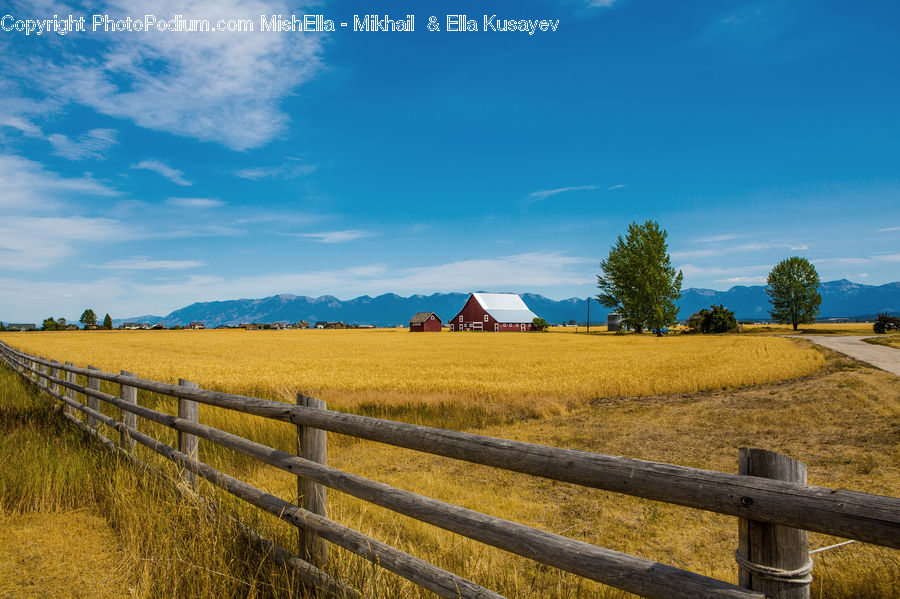 Field, Grass, Grassland, Land, Outdoors, Plant, Dirt Road