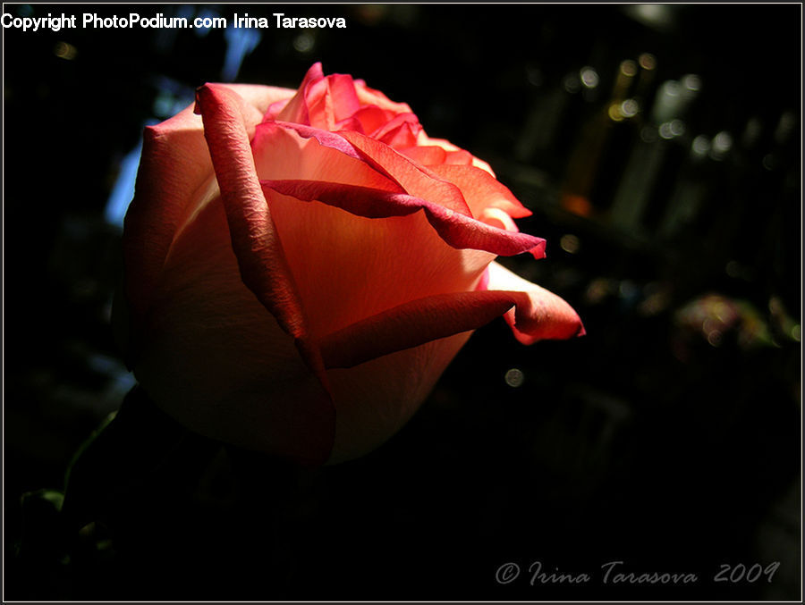 People, Person, Human, Blossom, Flower, Plant, Rose